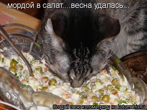 мордой в салат....весна удалась...... Котоматрица: мордой в салат....весна удалась...