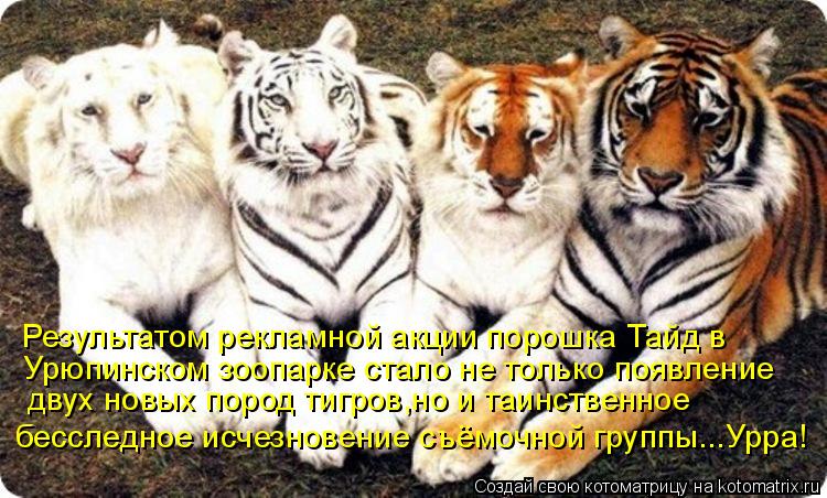 Результатом рекламной акции порошка Тайд в Урюпинском зоопарке стало не только появление двух новых ... Котоматрица: Результатом рекламной акции порошка Тайд в Урюпинском зоопарке стало не только появление двух новых пород тигров,но и таинственное бессл