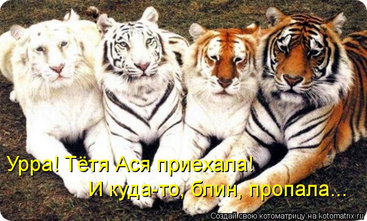 Котоматрица: Урра! Тётя Ася приехала! И куда-то, блин, пропала...