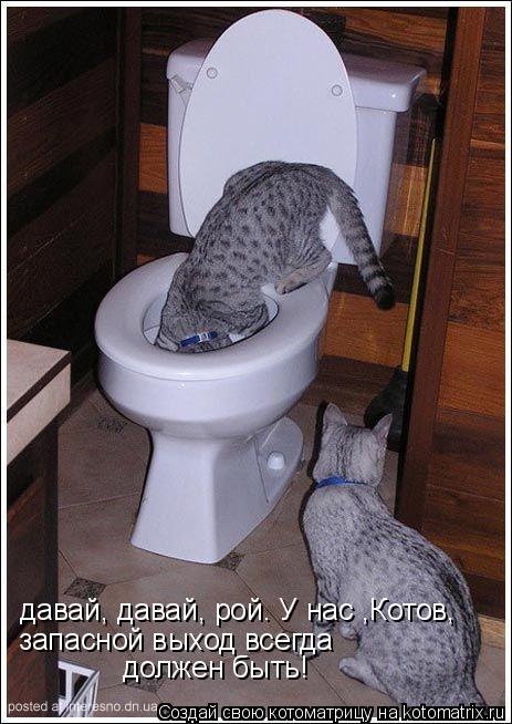 давай, давай, рой. У нас ,Котов, запасной выход всегда должен быть!... Котоматрица: давай, давай, рой. У нас ,Котов, запасной выход всегда должен быть!