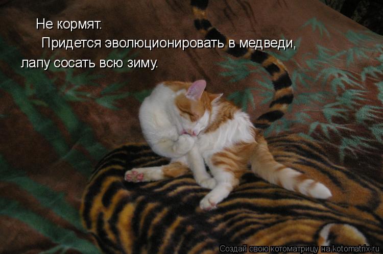 Котоматрица: Не кормят. Придется эволюционировать в медведи, лапу сосать всю зиму.