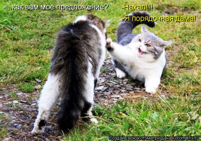 -Я порядочная дама! -Нахал!!! -...как вам моё предложение?... Котоматрица: -Я порядочная дама! -Нахал!!! -...как вам моё предложение?