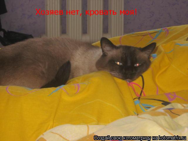 Котоматрица: Хозяев нет, кровать моя!