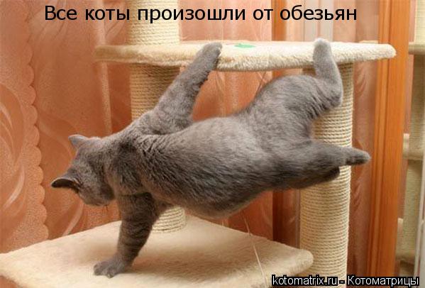 Котоматрица: Все коты произошли от обезьян