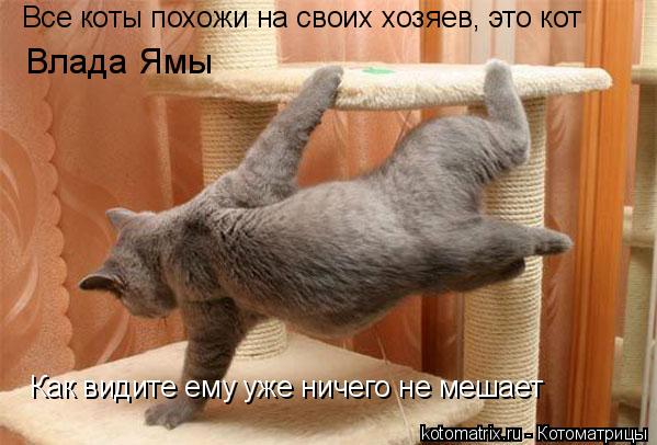 Котоматрица: Влада Ямы Все коты похожи на своих хозяев, это кот Как видите ему уже ничего не мешает