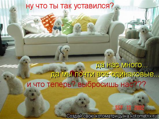 ну что ты так уставился? да нас много... да мы почти все одинаковые... и что теперь? выбросишь нас???... Котоматрица: ну что ты так уставился? да нас много... да мы почти все одинаковые... и что теперь? выбросишь нас???
