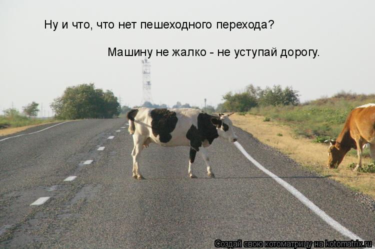 Ну и что, что нет пешеходного перехода? Машину не жалко - не уступай дорогу.... Котоматрица: Ну и что, что нет пешеходного перехода? Машину не жалко - не уступай дорогу.