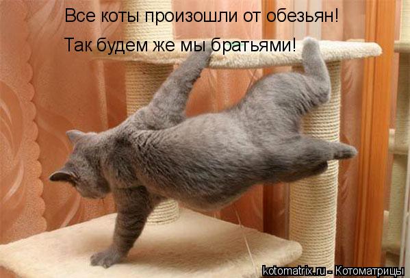 Все коты произошли от обезьян! Так будем же мы братьями!... Котоматрица: Все коты произошли от обезьян! Так будем же мы братьями!