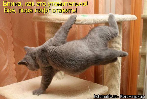 Котоматрица: Блина, как это утомительно!  Всё, пора лифт ставить!