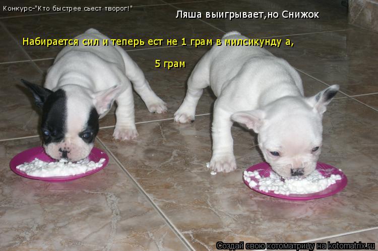 Конкурс-"Кто быстрее сьест творог!" Ляша выигрывает,но Снижок не сдается он наберается силы и сьедает... Котоматрица: Конкурс-"Кто быстрее сьест творог!" Ляша выигрывает,но Снижок не сдается он наберается силы и сьедаетза раз- Набирается сил и теперь ест не 1
