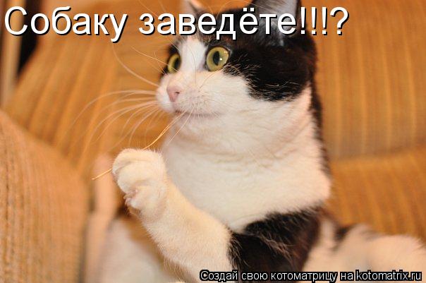 Котоматрица: Собаку заведёте!!!?