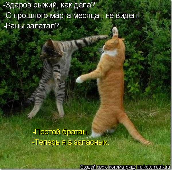 -С прошлого марта месяца , не видел! -Здаров рыжий, как дела? -Раны залатал? -Постой братан. -Теперь ... Котоматрица: -С прошлого марта месяца , не видел! -Здаров рыжий, как дела? -Раны залатал? -Постой братан. -Теперь я в запасных.