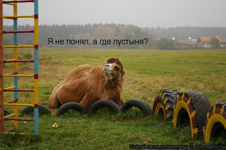 Котоматрица: Я не понял, а где пустыня?