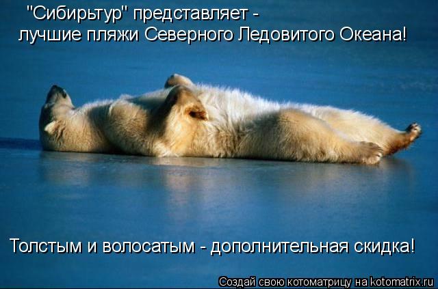 Котоматрица: "Сибирьтур" представляет -  лучшие пляжи Северного Ледовитого Океана! Толстым и волосатым - дополнительная скидка!