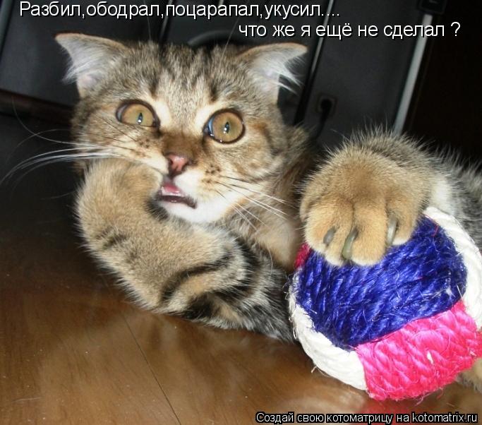 Котоматрица: Разбил,ободрал,поцарапал,укусил....  что же я ещё не сделал ?