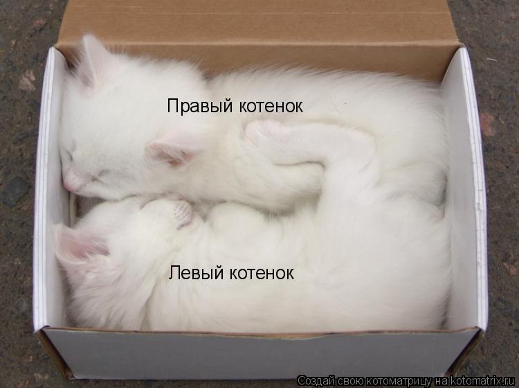 Котоматрица: Правый котенок Левый котенок