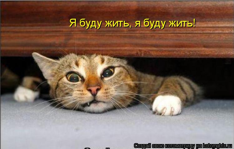 Котоматрица: Я буду жить, я буду жить!