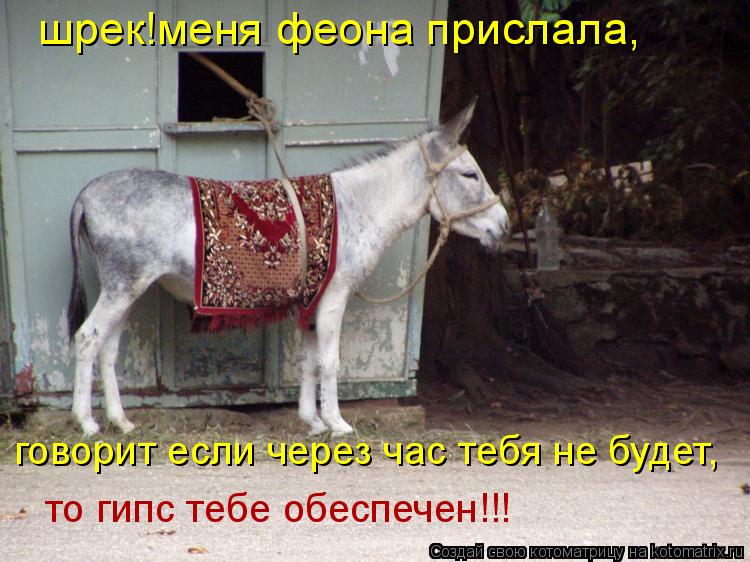 Котоматрица: шрек!меня феона прислала, говорит если через час тебя не будет, то гипс тебе обеспечен!!!