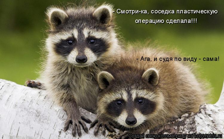 Котоматрица: - Смотри-ка, соседка пластическую  операцию сделала!!! - Ага, и судя по виду - сама!