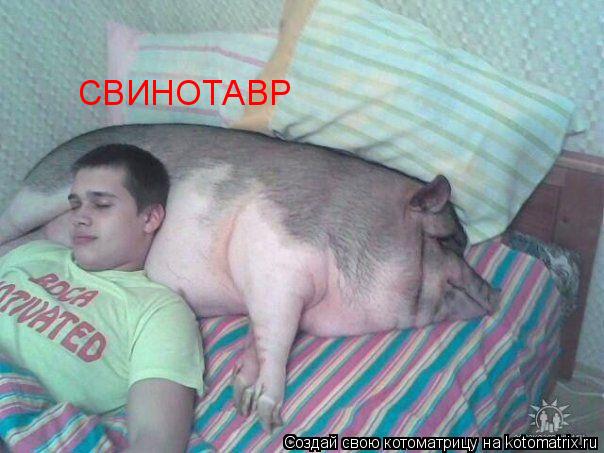 Котоматрица: СВИНОТАВР