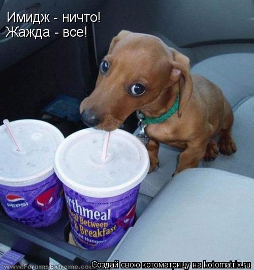 Котоматрица: Имидж - ничто! Жажда - все!