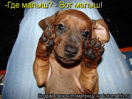 Котоматрица: -Где малыш? - Вот малыш!