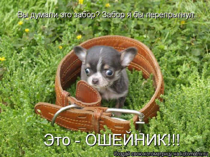 Котоматрица: Вы думали это забор? Забор я бы перепрыгнул. Это - ОШЕЙНИК!!!