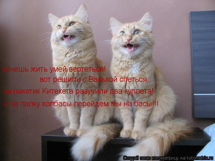 Котоматрица: хочешь жить умей вертеться! вот решили с Васькой спеться, за пакетик Китекета разучили два куплета! а за палку колбасы перейдем мы на басы!!!