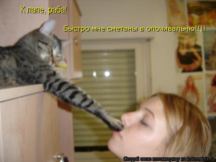 Котоматрица: К лапе, раба!  Быстро мне сметаны в опочивальню!!!!