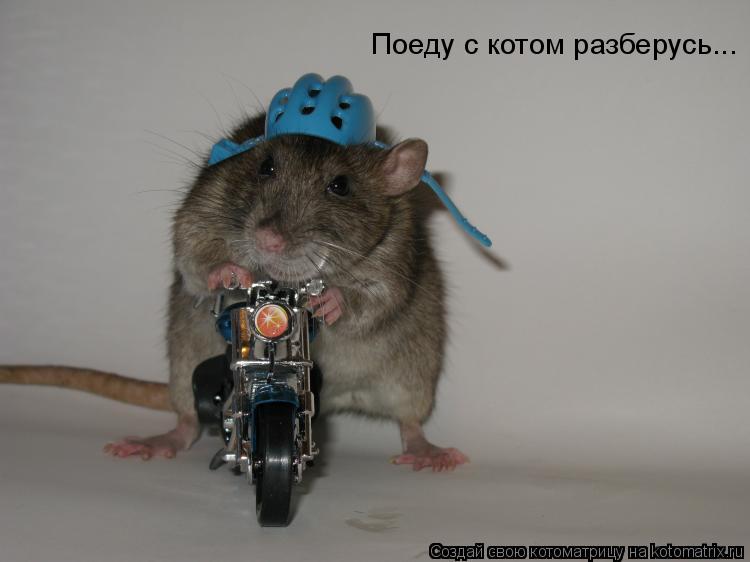 Котоматрица: Поеду с котом разберусь...