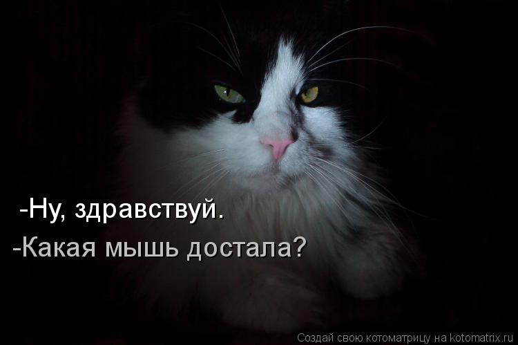 Котоматрица: -Ну, здравствуй. -Какая мышь достала?