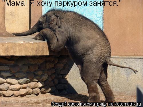 Котоматрица: "Мама! Я хочу паркуром занятся."