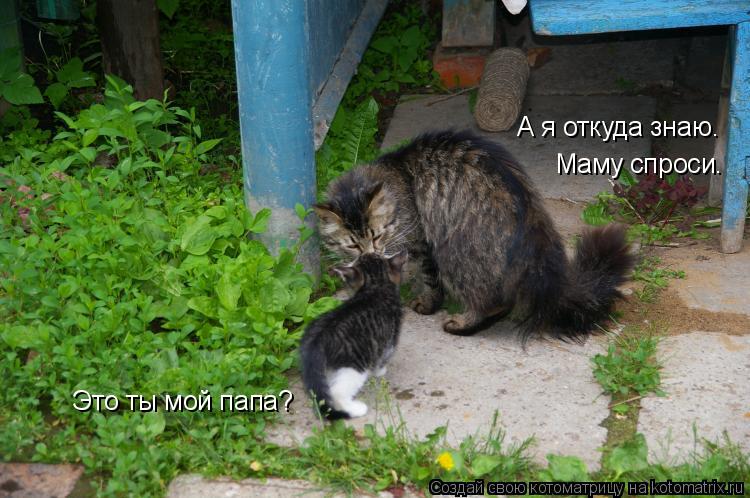 Это ты мой папа? А я откуда знаю. Маму спроси.... Котоматрица: Это ты мой папа? А я откуда знаю. Маму спроси.