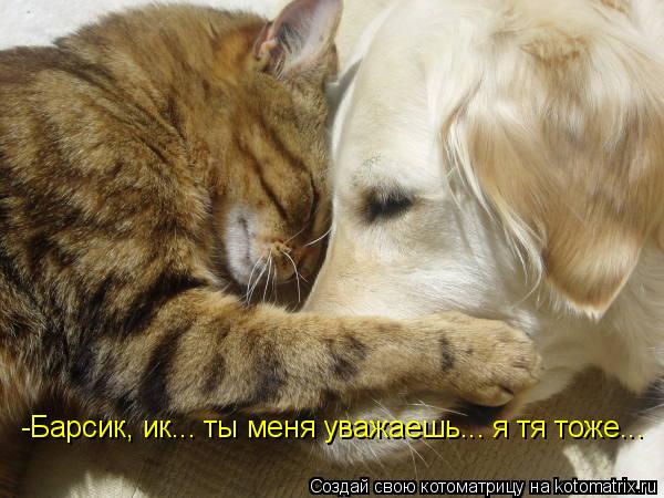 Котоматрица: -Барсик, ик... ты меня уважаешь... я тя тоже...