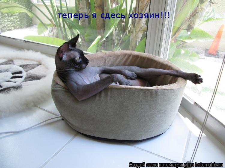 теперь я сдесь хозяин!!!... Котоматрица: теперь я сдесь хозяин!!!