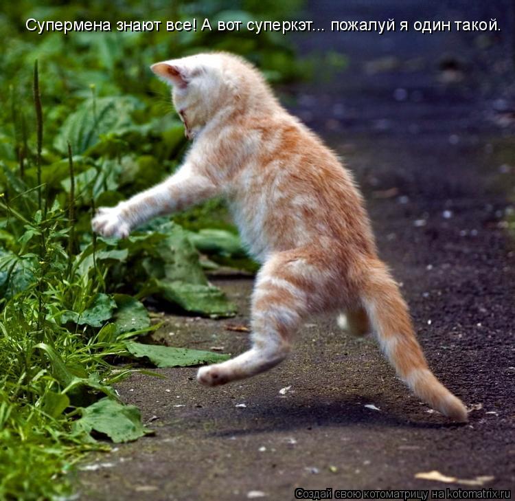 Котоматрица: Супермена знают все! А вот суперкэт... пожалуй я один такой.