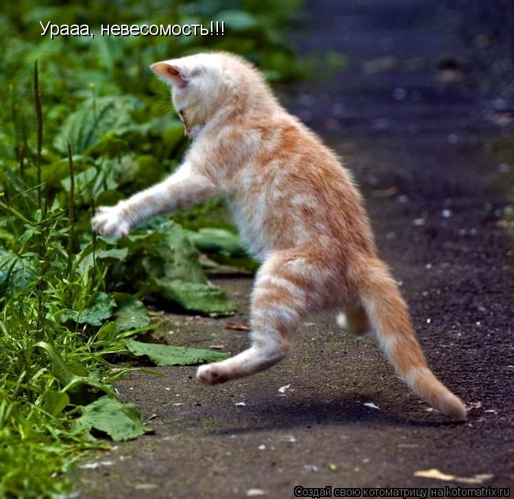 Урааа, невесомость!!!... Котоматрица: Урааа, невесомость!!!