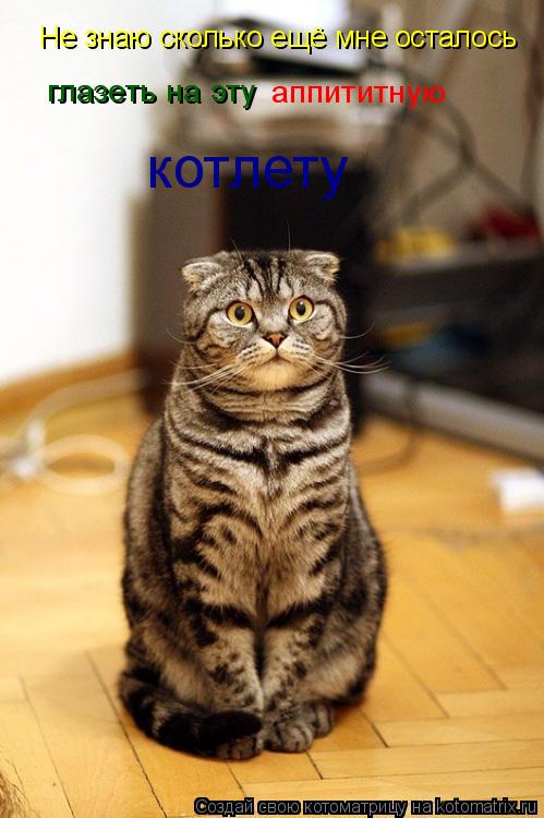 Не знаю сколько ещё мне осталось глазеть на эту аппититную котлету... Котоматрица: Не знаю сколько ещё мне осталось глазеть на эту аппититную котлету