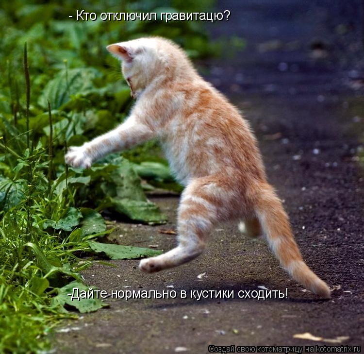 Котоматрица: - Кто отключил гравитацю? -Дайте нормально в кустики сходить!