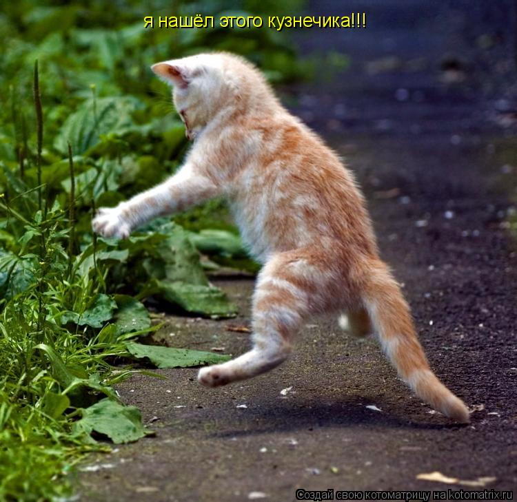 я нашёл этого кузнечика!!!... Котоматрица: я нашёл этого кузнечика!!!