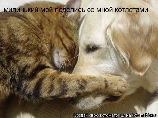 милинький мой поделись со мной котлетами... Котоматрица: милинький мой поделись со мной котлетами