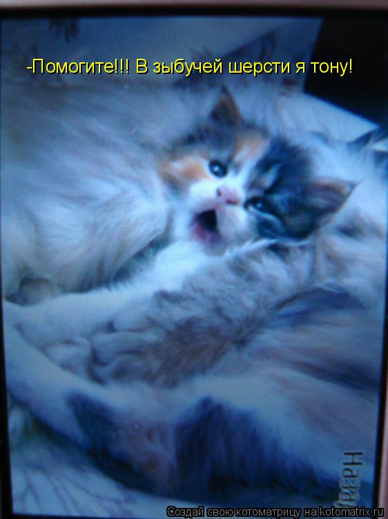 Котоматрица: -Помогите!!! В зыбучей шерсти я тону!