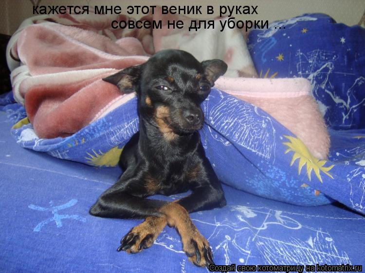 кажется мне этот веник в руках совсем не для уборки ...... Котоматрица: кажется мне этот веник в руках совсем не для уборки ...
