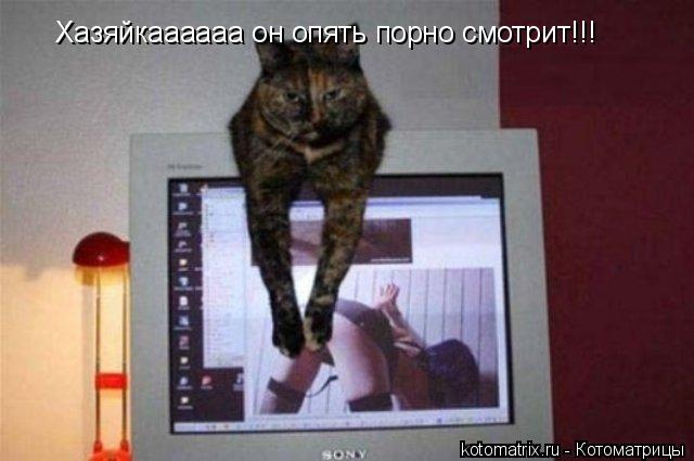 Хазяйкаааааа он опять порно смотрит!!!... Котоматрица: Хазяйкаааааа он опять порно смотрит!!!