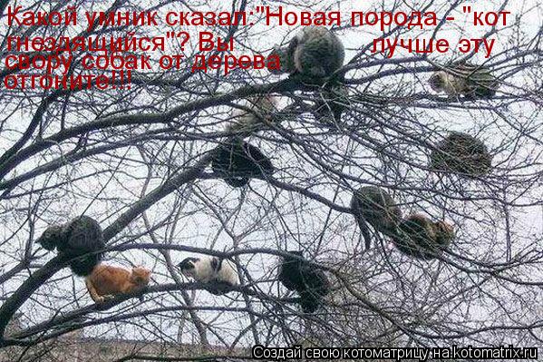 лучше эту Какой умник сказал:"Новая порода - "кот гнездящийся"? Вы свору собак от дерева отгоните!!... Котоматрица: лучше эту Какой умник сказал:"Новая порода - "кот гнездящийся"? Вы свору собак от дерева отгоните!!!