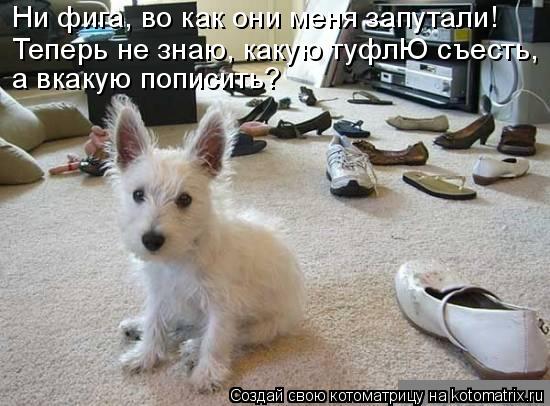 Ни фига, во как они меня запутали! Теперь не знаю, какую туфлЮ съесть, а вкакую пописить?... Котоматрица: Ни фига, во как они меня запутали! Теперь не знаю, какую туфлЮ съесть, а вкакую пописить?