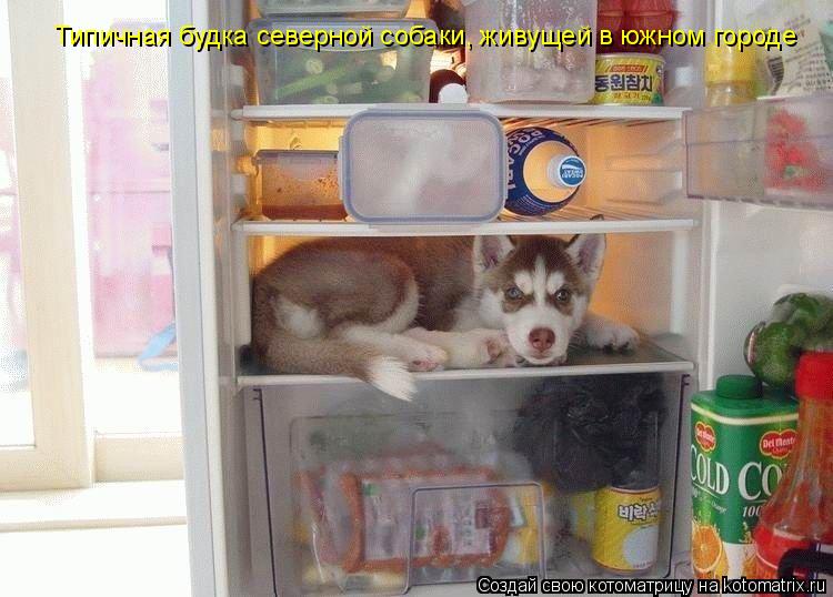 Типичная будка северной собаки, живущей в южном городе... Котоматрица: Типичная будка северной собаки, живущей в южном городе