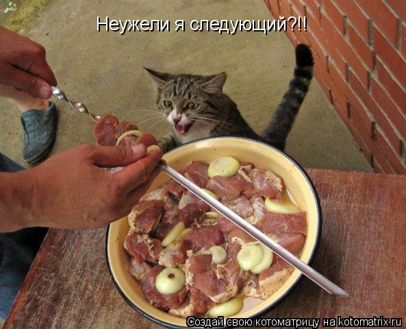 Неужели я следующий?!!... Котоматрица: Неужели я следующий?!!