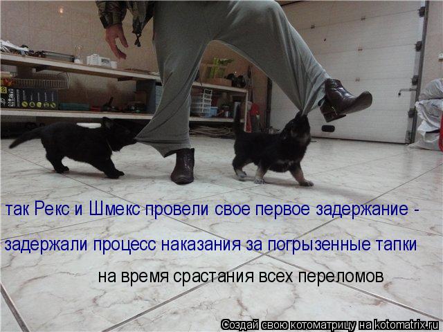так Рекс и Шмекс провели свое первое задержание - задержали процесс наказания за погрызенные тапки н... Котоматрица: так Рекс и Шмекс провели свое первое задержание - задержали процесс наказания за погрызенные тапки на время срастания всех переломов