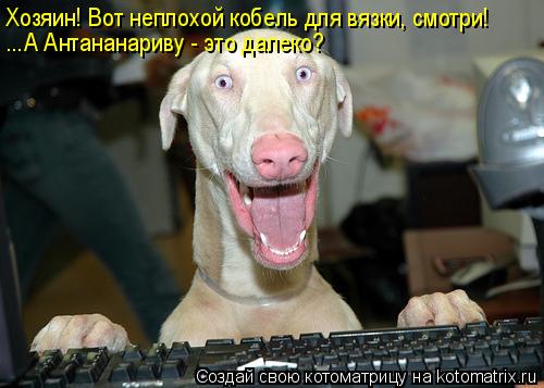 Хозяин! Вот неплохой кобель для вязки, смотри! ...А Антананариву - это далеко?... Котоматрица: Хозяин! Вот неплохой кобель для вязки, смотри! ...А Антананариву - это далеко?